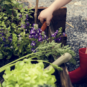 Gartenprojekt